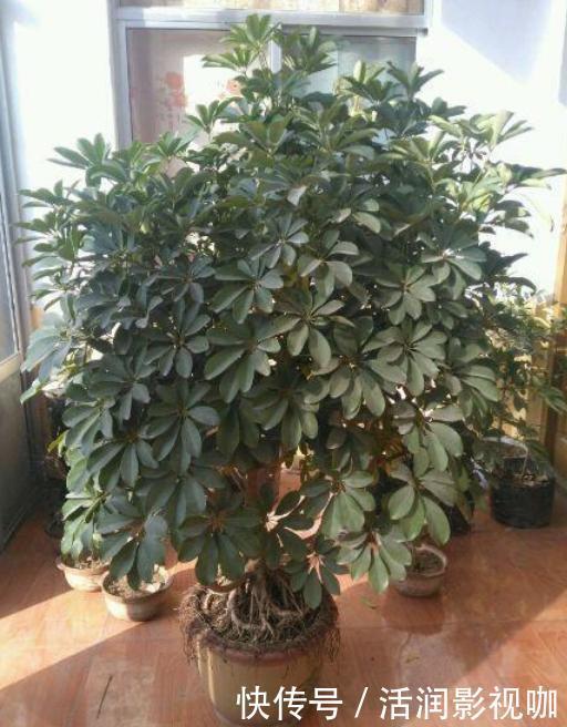 客厅盆栽植物如何达到装饰美化的目的养4种绿植，好看又好用