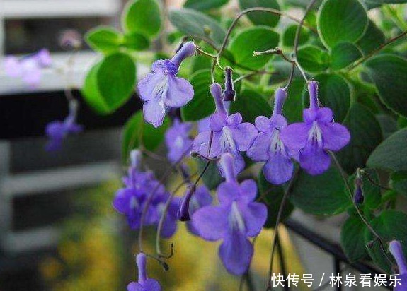 小花|夏天就养这几款小花,好养易打理,花色典雅柔美,一簇爆成花海