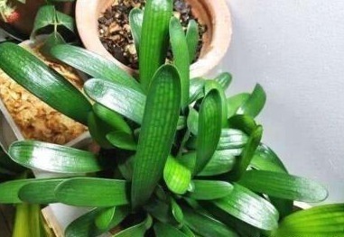 绿萝|盆底埋点“它”,绿萝、君子兰疯长如“杂草”,叶大如掌花爆满盆