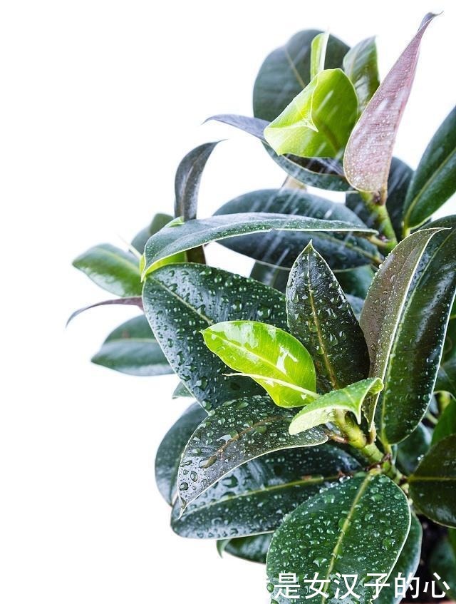 橡皮树|这4种花是天然“吸尘器”,阳台种一盆,灰尘去无踪!