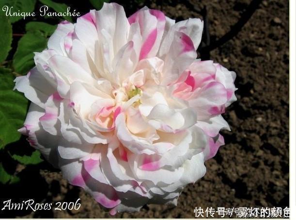 20款古老月季。数百年唯美传承,个个经典又抗病。远胜现代月季