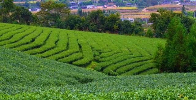 采茶|「国家AAA级景区」腾冲马站高山乌龙茶景区