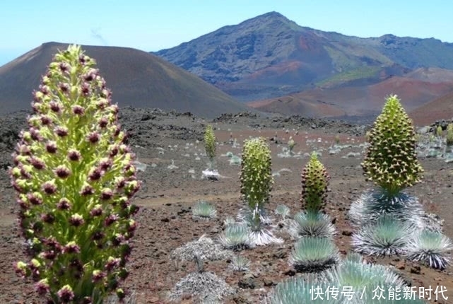 60年开一次花之后就会死亡，只生长在火山口周围，一颗不便宜吧