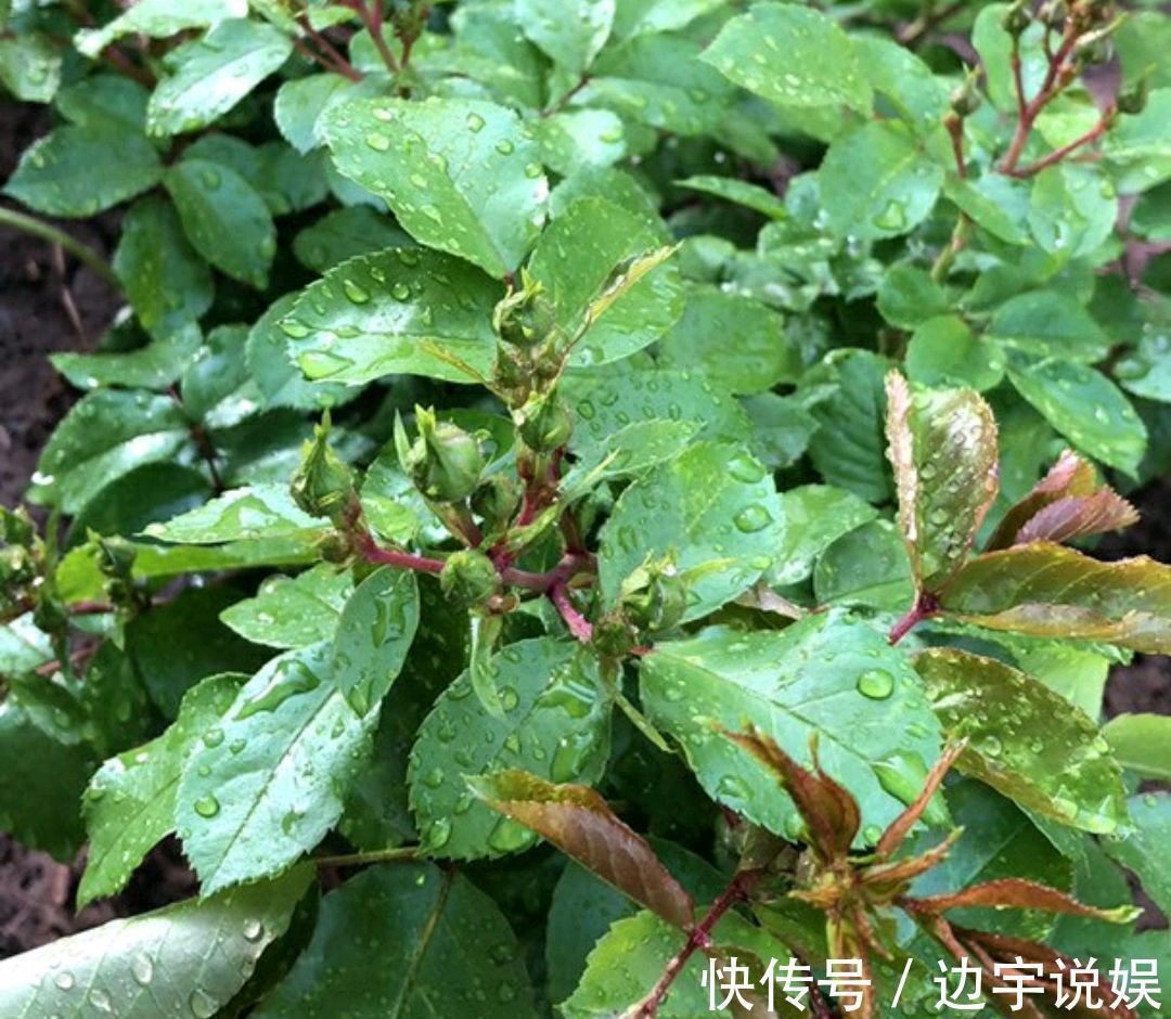 月季胭脂扣开花美似蔷薇，做到5点，开花爆盆成瀑布，眼馋得很