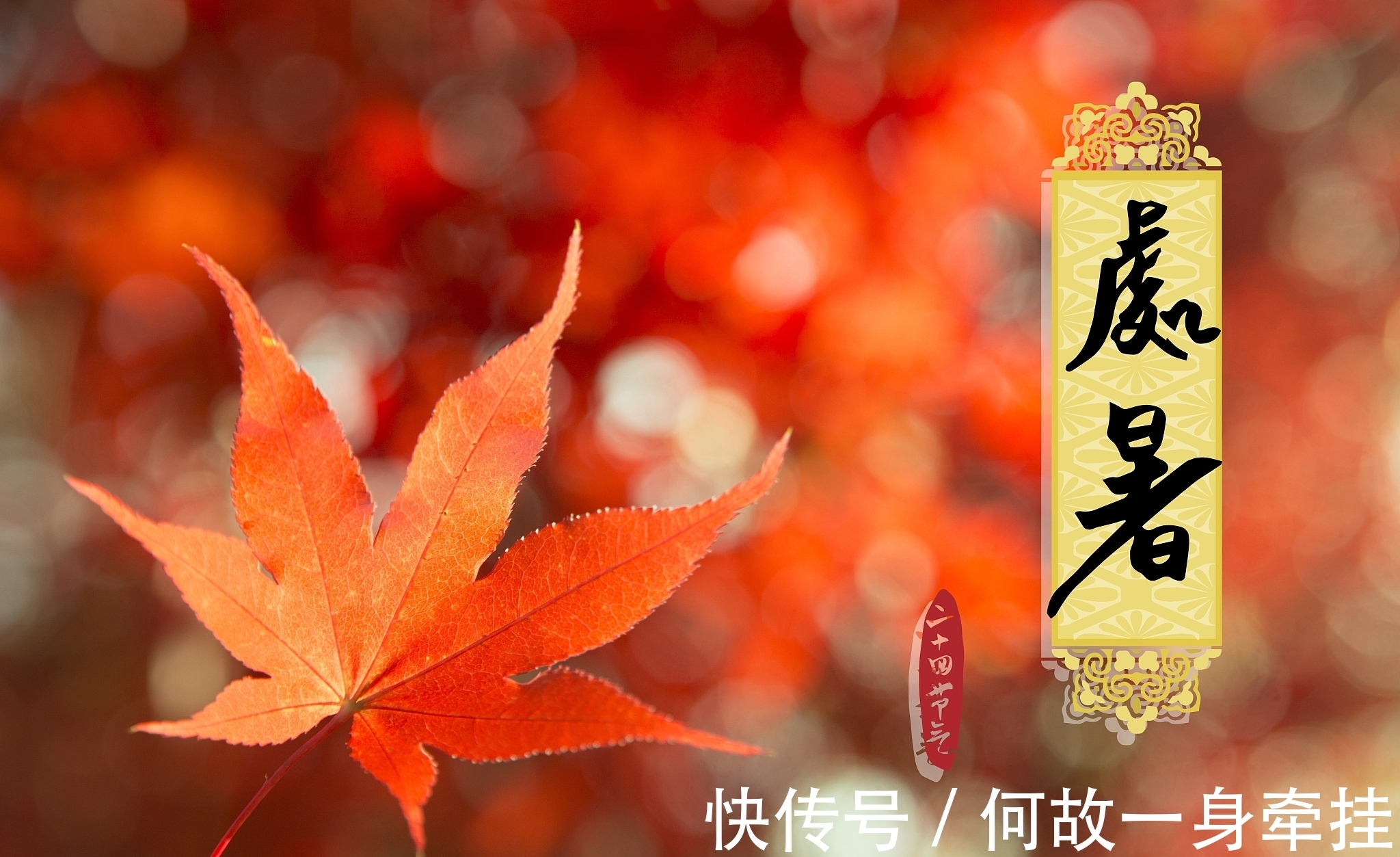 枯桐|小楼独上听秋雨,几片枯桐落石旁。处暑诗十首