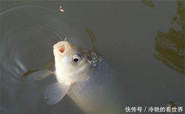 点中|冬季钓鲫鱼,浮漂有动作,提竿空枪多,从这5点中找原因