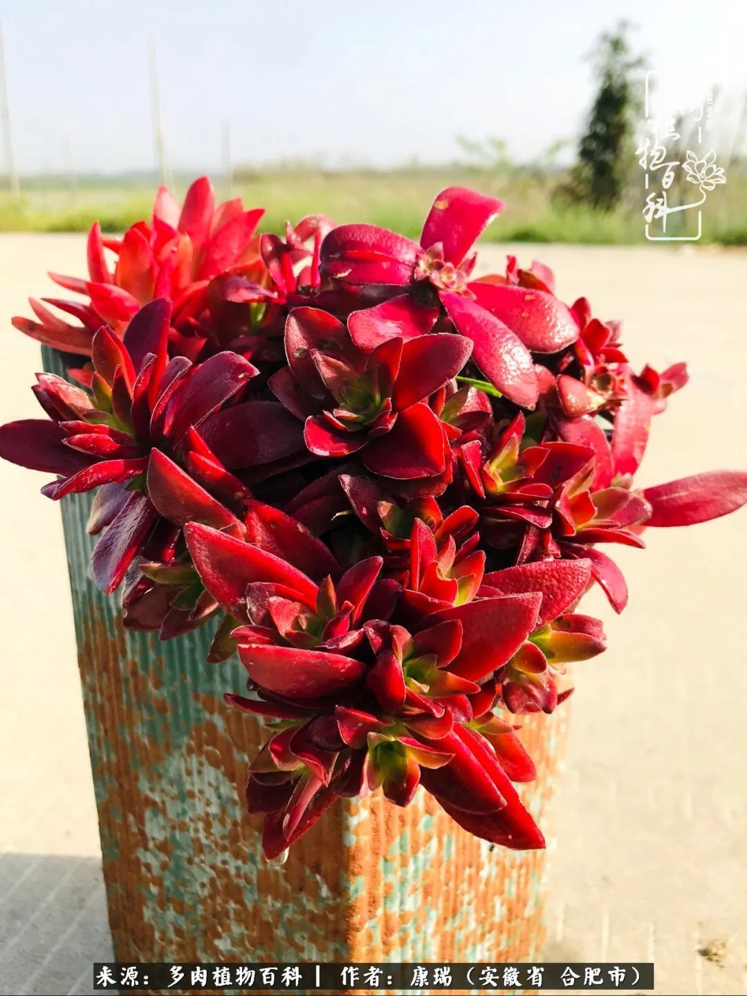 养肉之路，道阻且长，累的是身体，净的是心灵！