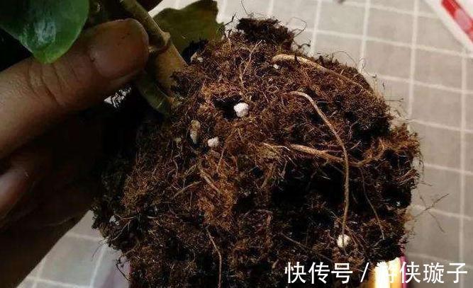 长寿花叶片发软,发蔫学会这6招,叶片硬开花一茬接一茬