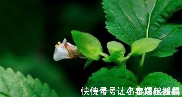 黑参$它是风火牙痛“特效药”,功效强价值高,山上不常见,遇见请重视