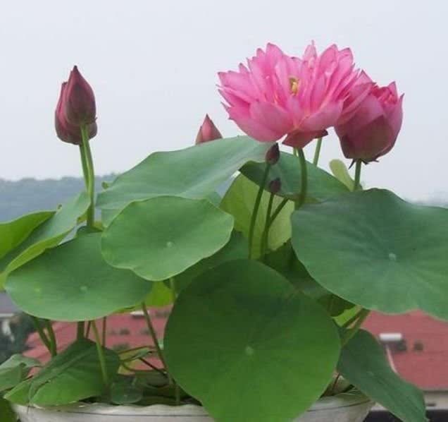 硫酸亚铁|超漂亮的4种花,好养不占地,花型独特,一片醉人花海!