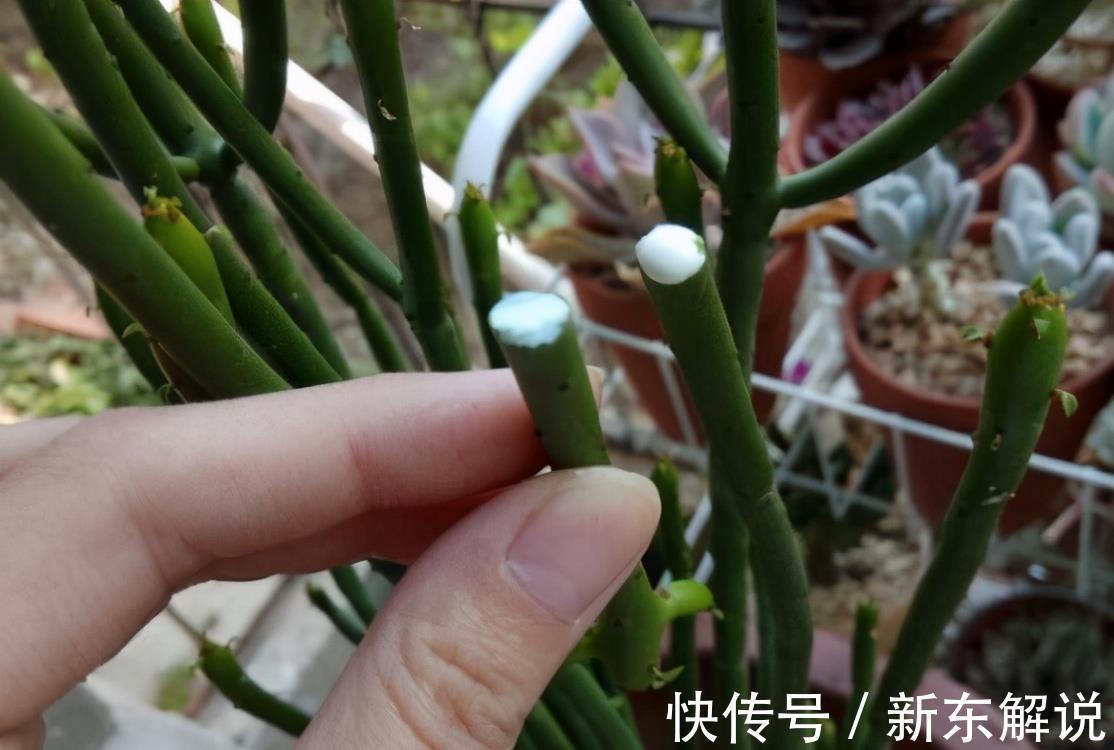 5种“毒花卉”,再漂亮也没用,家有孩子慎养,赶快丢到外面去