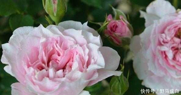 静赏花落|喜欢菊花,不如养盆“花中精品”幸福之门,似美人起舞,艳丽清雅