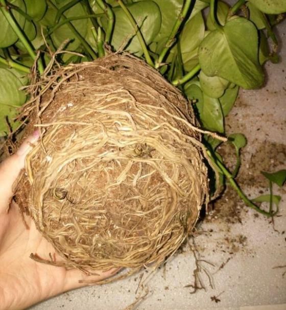  植株|养花“杀手”都有的5个毛病，难怪买花“养1盆死1盆”，要改正了