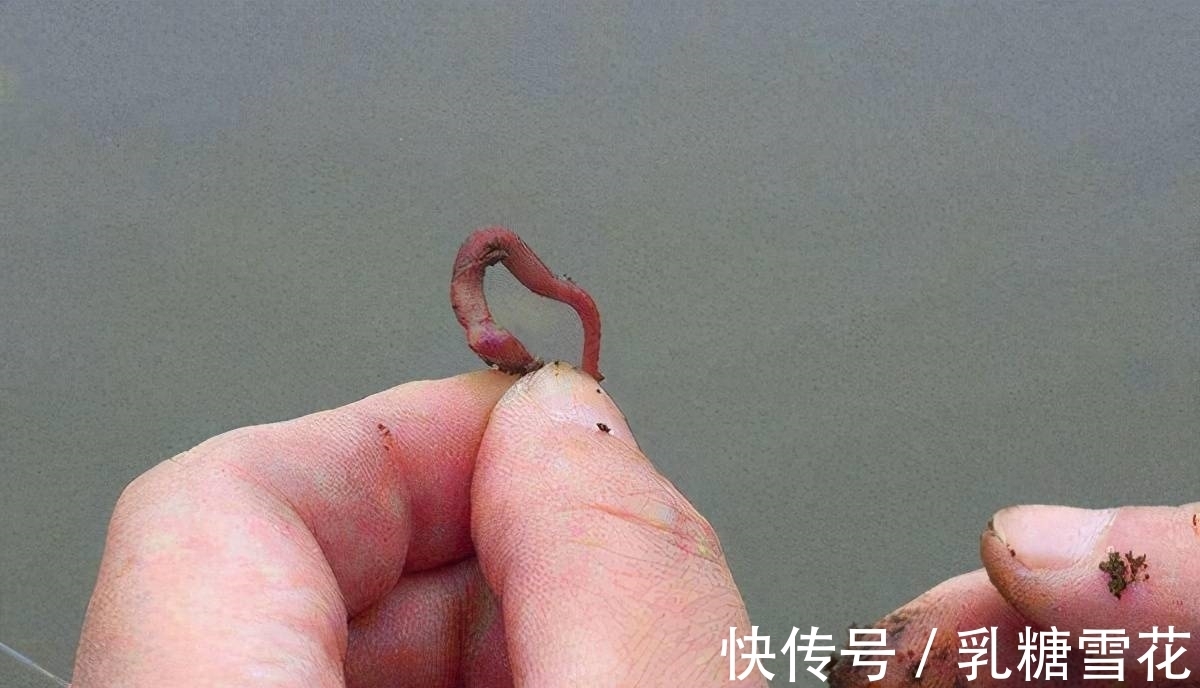 钓鱼界四大经典谎话,连自己都骗,再资深的钓鱼人也遇到过