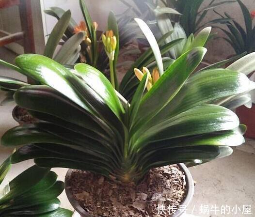 养君子兰,这两样东西放盆里,开花一年比一年多,侧芽长爆盆