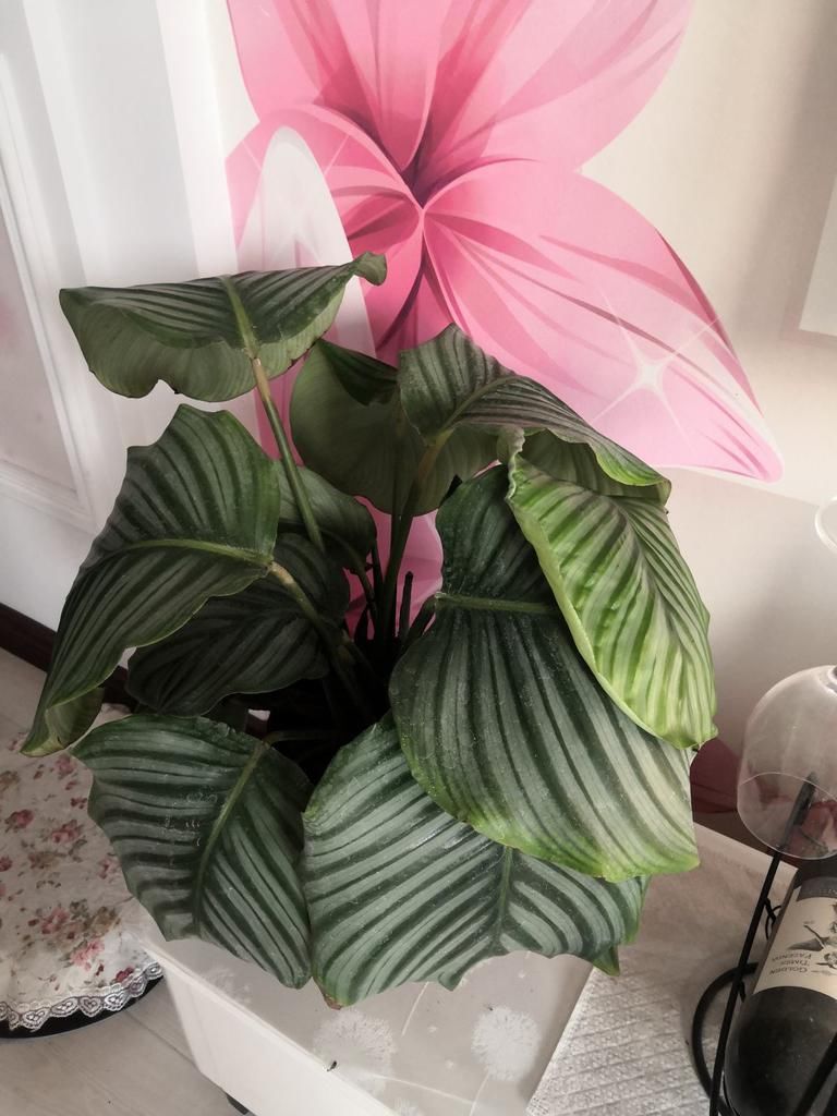 叶子像油画的5种花,耐阴效果好,家里没光也能养