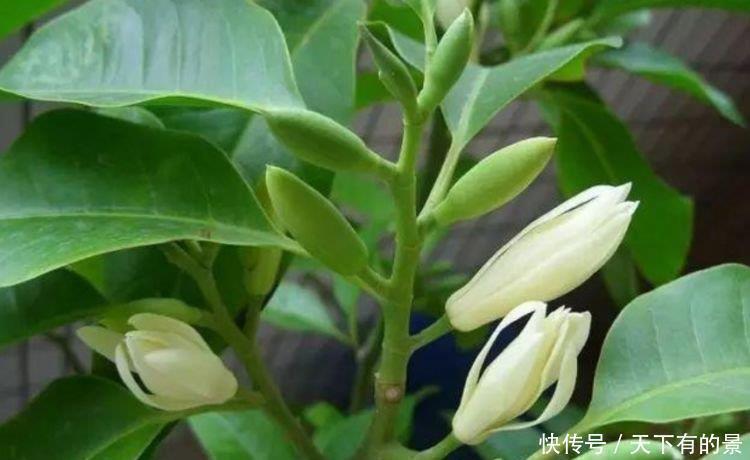 白兰花|居家就养此款花卉,开花比香水还好闻,养家里满屋香喷喷