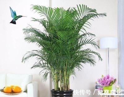 客厅再小，也要养盆它，寓意好还养眼，一盆能养许多年