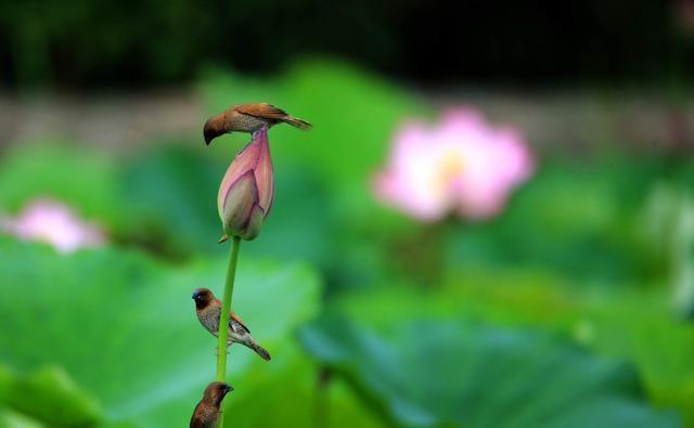 小事|养花种草乐趣多,不要着眼于花卉的状态,做好几件小事就非常有趣