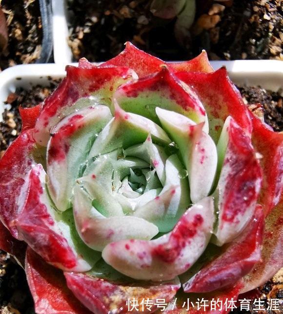 陶瓷盆不能养多肉?透气性差?都是谬论,养多肉跟花盆没关系