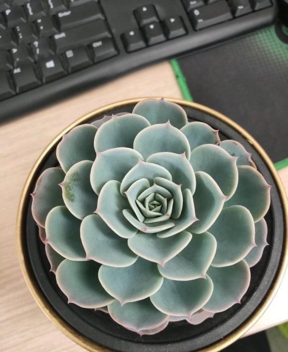  光灯|冬季养多肉，面临缺光问题，使用补光灯时，使用方式要用对