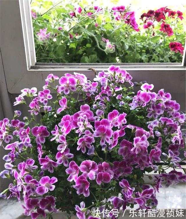 8种“洋气花”，天冷别喷水，不然黄叶、掉花苞，越养越难看