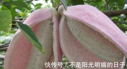 常吃|80后农村娃常吃的野果，如今已不允许折枝采摘，有钱也难买到