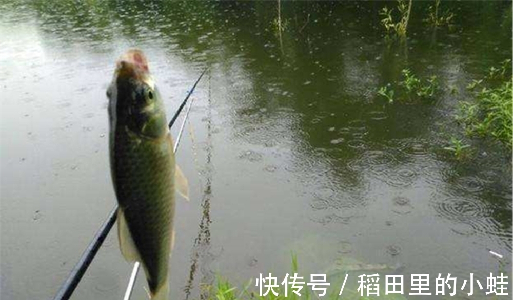 水草|仲春野钓大鲫鱼，这三种天气鱼情最好，随便钓，大鲫鱼也能连竿上