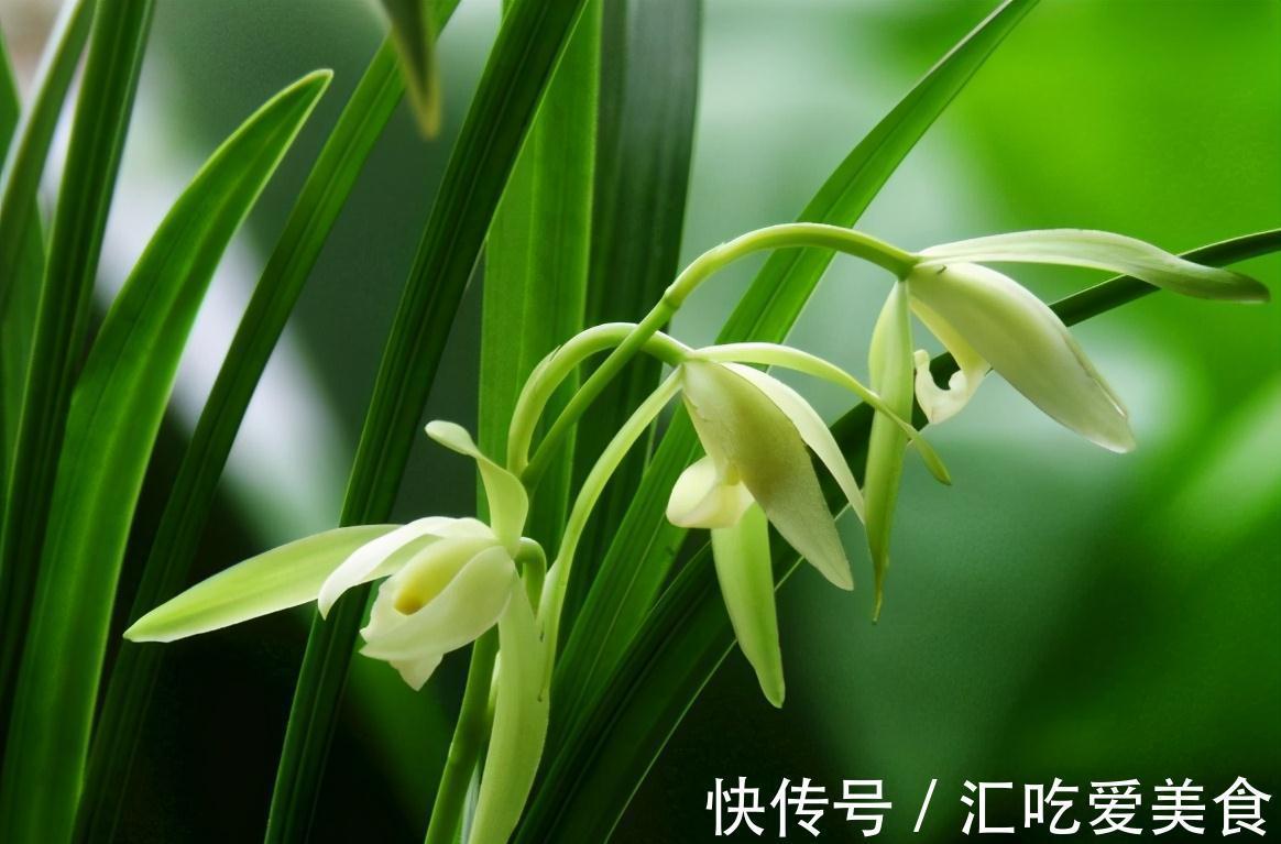 兰花开花后就不管不问了吗?资深兰友:把兰葶剪掉