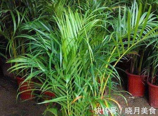 秋天室内过于干燥，不妨养上3种花，空气湿润，枝叶翠绿