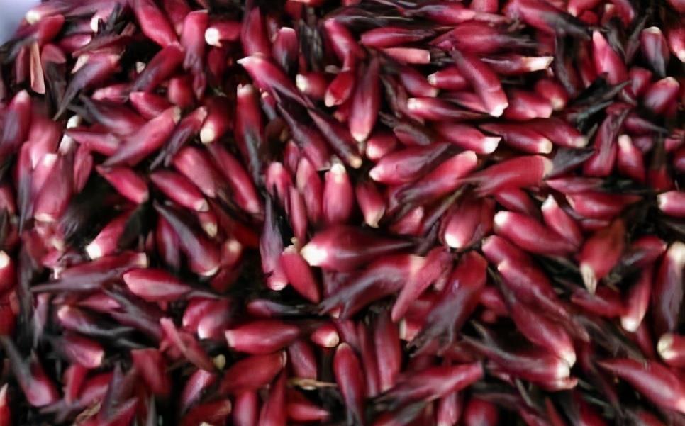 免疫活性细胞|经常熬夜玩手机，3种食物一定要多吃，你的眼睛会“感激”你