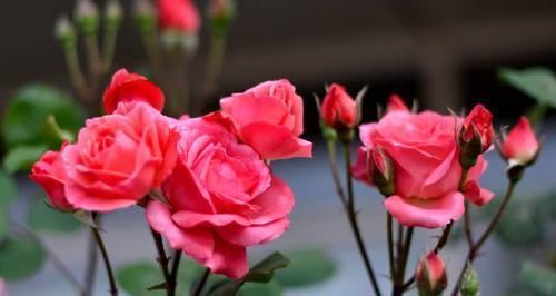 养花想要叶子肥绿?教你几招,叶子油绿、新芽挤满盆!