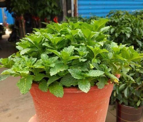 卧室放了2种花,天气再热也不怕失眠,净化空气很干净