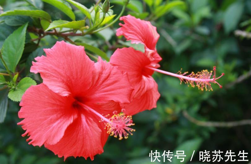 新手养花首选这3款，开花美好养护，抗性强真省心，适合新手