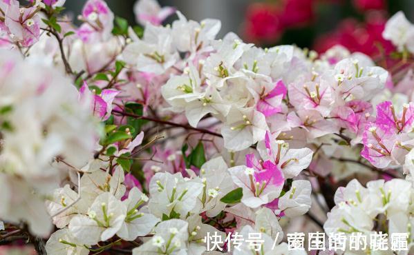 施肥|能把三角梅养爆的人,都很大方,从不“吝啬”这3样东西