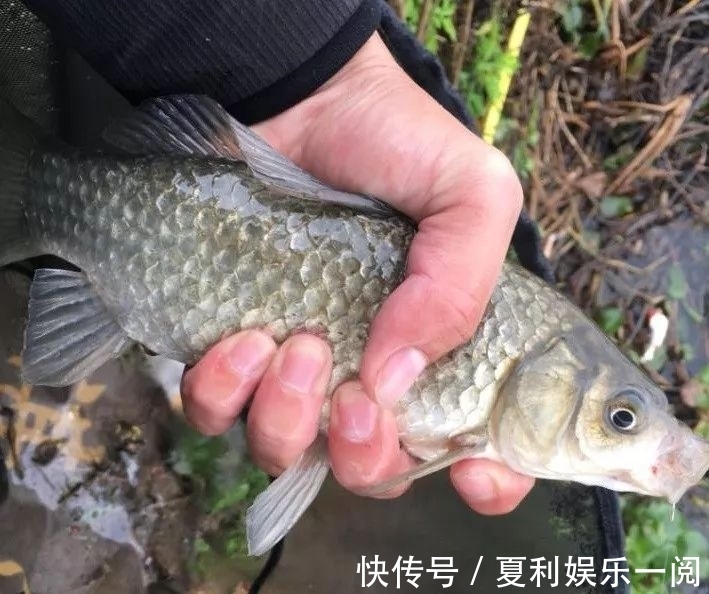 冬钓鲫鱼7个常见问题,早知道答案,也不会三天两头空军了