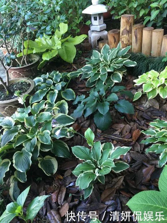 观音莲|天生“体阴”的6种花,晒太阳易黄叶,阴一点反而长得绿油油