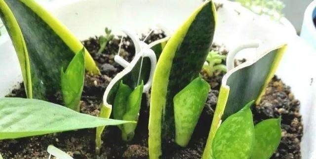 这6种花不用花钱买，随便切一刀撒到盆里，落地生根，变出很多盆