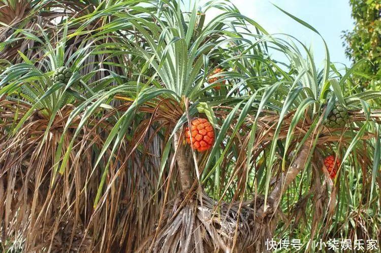 花多多|养花必备肥料,浇水前撒一点,月季开花拳头大!