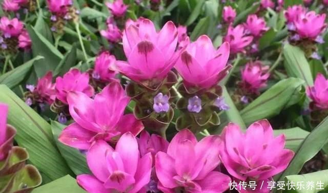 就是一块“姜”,生根发芽却开出了花,太像“荷花”了!