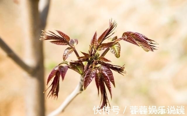 亚硝酸盐|家里做饭的人注意：这2种青菜别忘了焯水，别等去医院才后悔