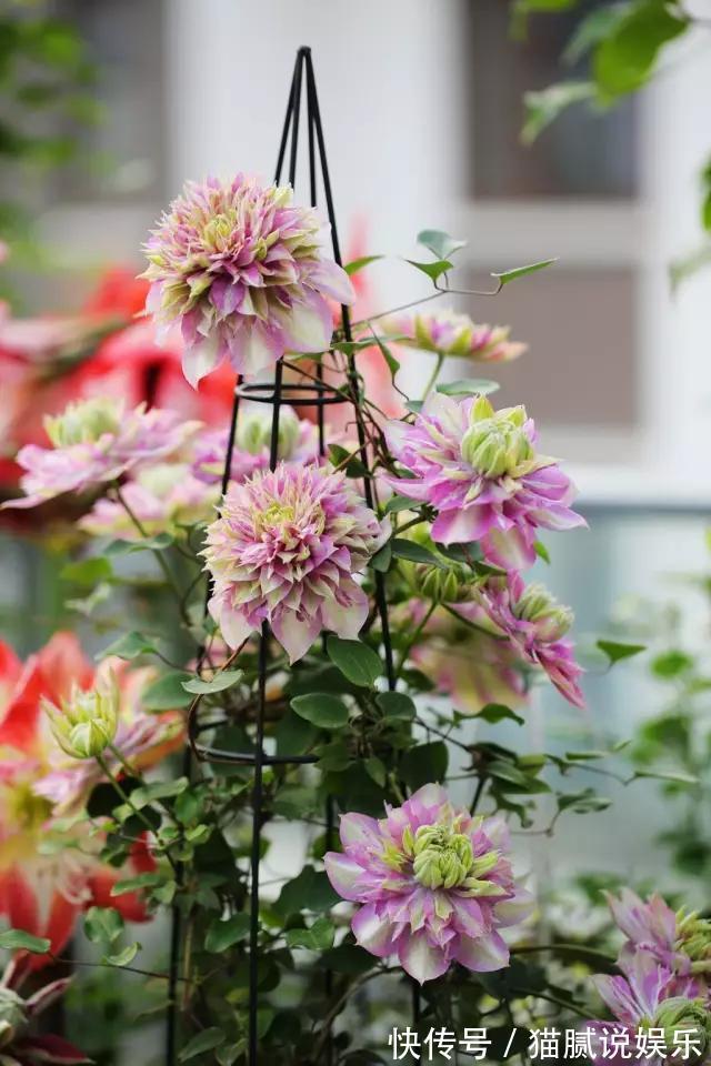 这9种花园,随便1个都美上天了,有一种这辈子就满足了!