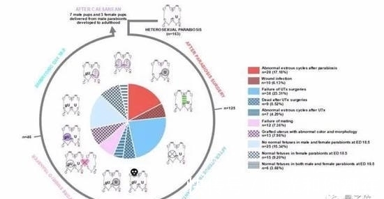 怀孕|公鼠成功怀孕生崽，男人生孩子还远吗？