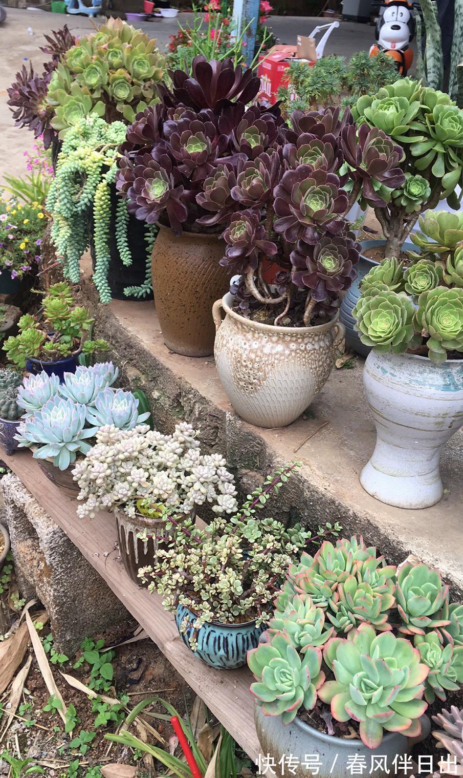 养护|多肉法师有“三怕”,难怪叶片哗哗掉,避开半年内逆袭成小老桩