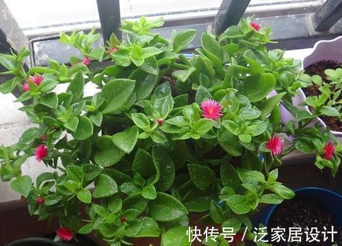 迷迭香|6种“漂亮花”，阳台种一盆，能凉拌能泡茶，生长泼辣，开花多