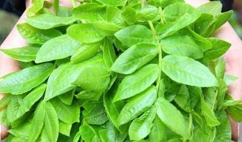 青钱柳|糖尿病的“福音”找到了,每天用“它”泡水喝,血糖或能悄悄下降