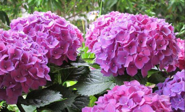 天气暖和最适合扦插,这2种花,掐个“嫩”枝头就能活!