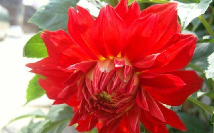 长春花|4种花开花喜庆又好养,满屋飘香,人见人爱