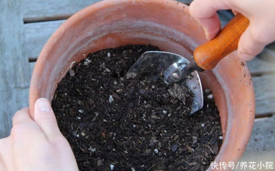 花友们|营养土不用买,几种材料掺一起,养分充足又松软,适合养各种花