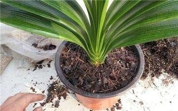家养君子兰长势差？给它来一勺油，黄叶烂根通通不见了！